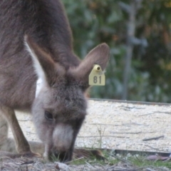 Macropus giganteus at ANBG - 28 Jun 2024 03:40 PM