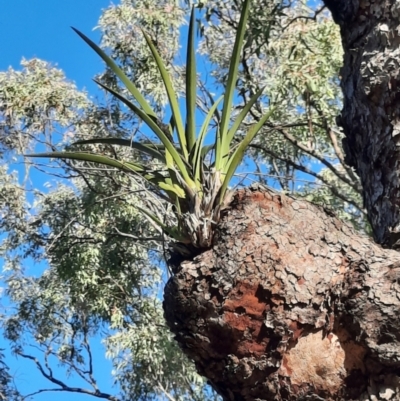 Cymbidium canaliculatum (Tiger Orchid) at Rewan, QLD - 30 Jun 2024 by MB