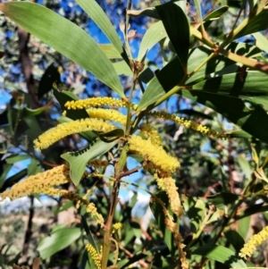 Acacia leiocalyx subsp. leiocalyx at Rewan, QLD - 30 Jun 2024