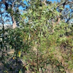 Acacia leiocalyx subsp. leiocalyx at Rewan, QLD - 30 Jun 2024