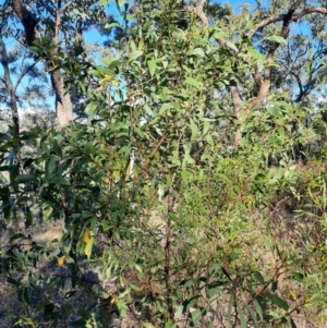 Acacia leiocalyx subsp. leiocalyx at Rewan, QLD - 30 Jun 2024