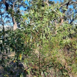 Acacia leiocalyx subsp. leiocalyx at Rewan, QLD - 30 Jun 2024 03:23 PM