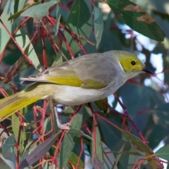 Ptilotula penicillata (White-plumed Honeyeater) at Winton Wetlands - 23 Jun 2024 by jb2602