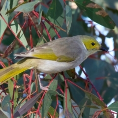 Ptilotula penicillata (White-plumed Honeyeater) at Chesney Vale, VIC - 23 Jun 2024 by jb2602