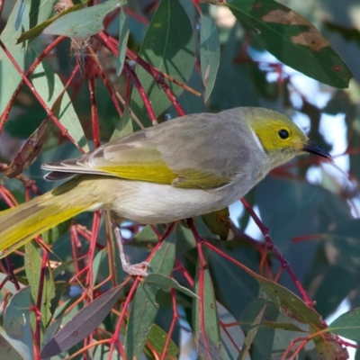Ptilotula penicillata (White-plumed Honeyeater) at Winton Wetlands - 23 Jun 2024 by jb2602