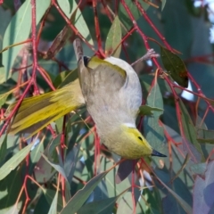 Ptilotula penicillata at Chesney Vale, VIC - 23 Jun 2024