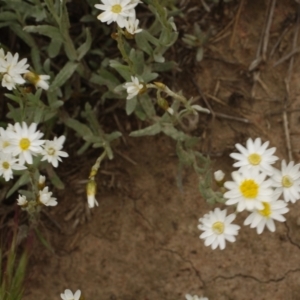 Rhodanthe corymbiflora at Morton Plains, VIC - 18 Sep 2016 02:59 PM