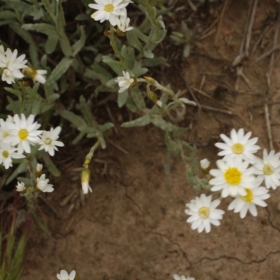 Rhodanthe corymbiflora (Paper Sunray) at Morton Plains, VIC - 18 Sep 2016 by WendyEM