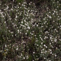 Rhodanthe corymbiflora at Morton Plains, VIC - 18 Sep 2016