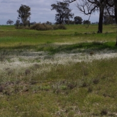 Rhodanthe corymbiflora at Morton Plains, VIC - 18 Sep 2016