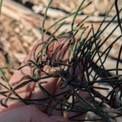 Allocasuarina luehmannii (Bulloak) at Ringwood Tank - 30 Jun 2024 by Darcy