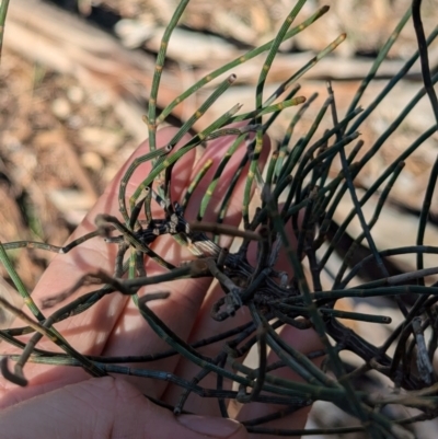 Allocasuarina luehmannii (Bulloak) at Ringwood Tank - 30 Jun 2024 by Darcy