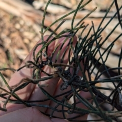 Allocasuarina luehmannii at Ringwood Tank - 30 Jun 2024