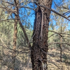 Allocasuarina luehmannii at Ringwood Tank - 30 Jun 2024