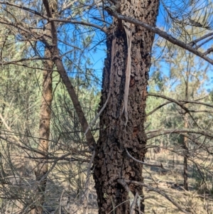 Allocasuarina luehmannii at Ringwood Tank - 30 Jun 2024