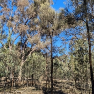 Allocasuarina luehmannii at Ringwood Tank - 30 Jun 2024