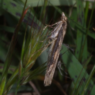 Nomophila corticalis (A Crambid moth (Spilomelinae) at Morton Plains, VIC - 18 Sep 2016 by WendyEM