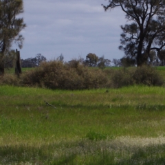 Duma florulenta (Lignum, Barrgay) at Morton Plains, VIC - 18 Sep 2016 by WendyEM