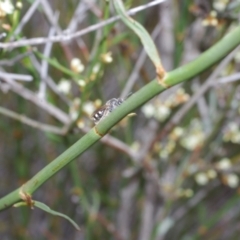 Duma florulenta at Morton Plains, VIC - 18 Sep 2016