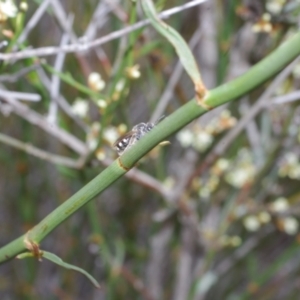 Duma florulenta at Morton Plains, VIC - 18 Sep 2016 03:02 PM