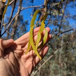 Amyema miquelii at Ringwood Tank - 30 Jun 2024