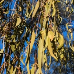 Amyema miquelii at Ringwood Tank - 30 Jun 2024