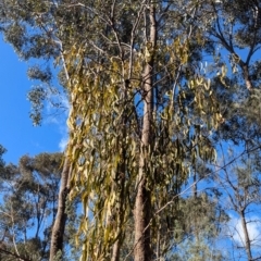 Amyema miquelii at Ringwood Tank - 30 Jun 2024