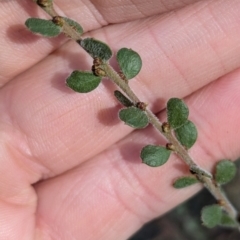 Acacia acinacea (Gold Dust Wattle) at Ringwood Tank - 30 Jun 2024 by Darcy