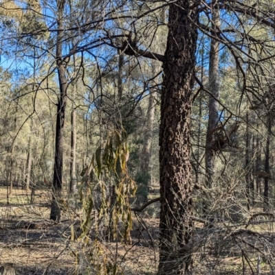 Amyema miquelii (Box Mistletoe) at Ringwood Tank - 30 Jun 2024 by Darcy