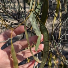 Amyema miquelii at Ringwood Tank - 30 Jun 2024