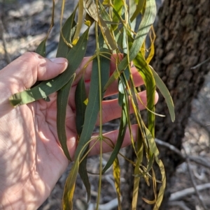 Amyema miquelii at Ringwood Tank - 30 Jun 2024