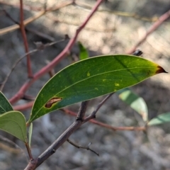 Acacia pycnantha (Golden Wattle) at Ringwood Tank - 30 Jun 2024 by Darcy