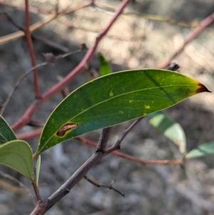 Acacia pycnantha at Ringwood Tank - 30 Jun 2024