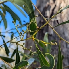 Acacia pycnantha at Ringwood Tank - 30 Jun 2024