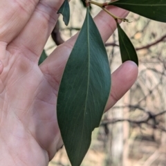 Acacia pycnantha at Ringwood Tank - 30 Jun 2024