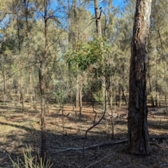 Acacia pycnantha at Ringwood Tank - 30 Jun 2024 01:06 PM