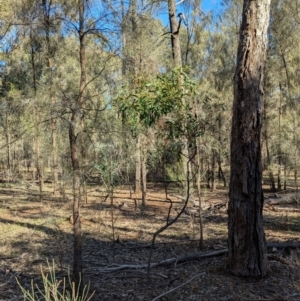 Acacia pycnantha at Ringwood Tank - 30 Jun 2024