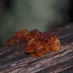 Tremella sp. (Tremella) at BA124 - 30 Jun 2024 by Bushrevival