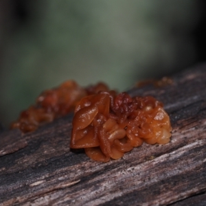 Tremella sp. at BA124 - 30 Jun 2024