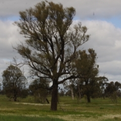 Allocasuarina luehmannii (Bulloak) at Morton Plains, VIC - 18 Sep 2016 by WendyEM