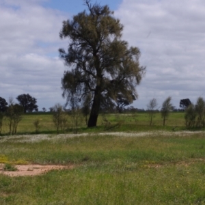 Allocasuarina luehmannii at Morton Plains, VIC - 18 Sep 2016