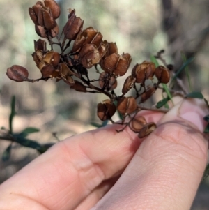 Bursaria spinosa subsp. spinosa at Ringwood Tank - 30 Jun 2024