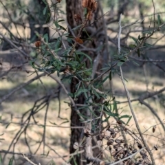 Bursaria spinosa subsp. spinosa at Ringwood Tank - 30 Jun 2024