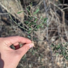 Bursaria spinosa subsp. spinosa at Ringwood Tank - 30 Jun 2024