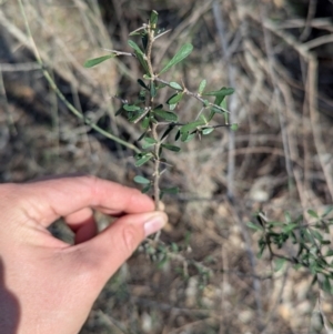 Bursaria spinosa subsp. spinosa at Ringwood Tank - 30 Jun 2024