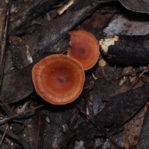 Lactarius eucalypti at BA124 - 30 Jun 2024