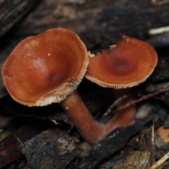 Lactarius eucalypti at BA124 - 30 Jun 2024