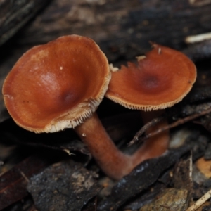 Lactarius eucalypti at BA124 - 30 Jun 2024