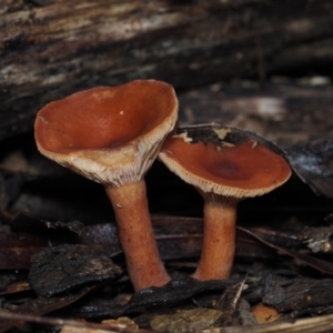 Lactarius eucalypti at BA124 - 30 Jun 2024