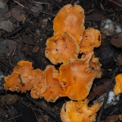 Cantharellus concinnus (Pink Chantarelle) at BA124 - 30 Jun 2024 by Bushrevival